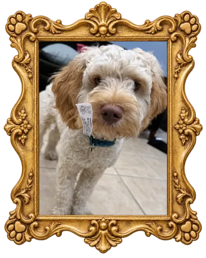 Dilly, Warren Exchange's rescue dog, with a sticker on his face.
