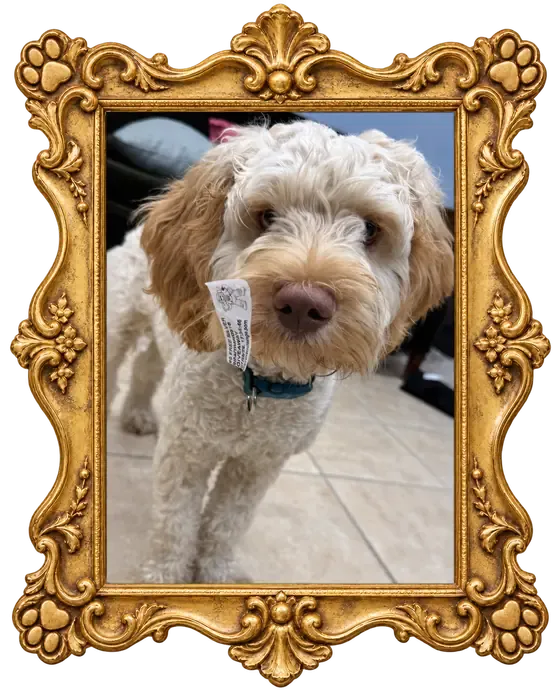 Dilly, Warren Exchange's rescue dog, with a sticker on his face.